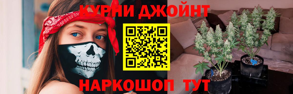 Каннабис гибрид  Каннабис индика  МАРИХУАНА планчик  Белово  Канабис семена  Вход с VPN 
